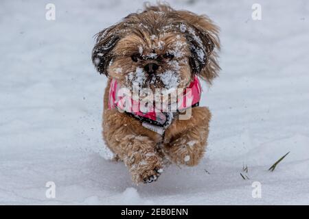 Bild vom Februar 7th zeigt einen Cockapoo in Ipswich in Suffolk am Sonntag, der den Schnee des Sturms Darcy genießt. Für Montag wird mehr Schnee im Osten des Landes prognostiziert. Stockfoto