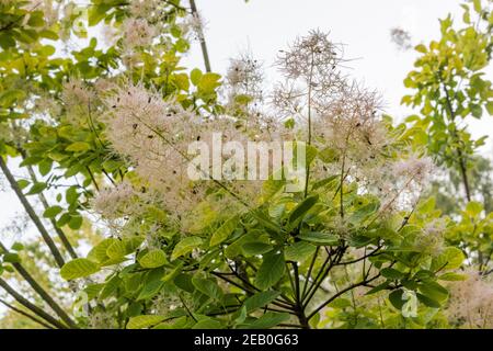 Cotinus coggygria 'Golden Spirit' Strauch mit großen, weichen, behaarten Federn aus Pastellblumen, inmitten runder grüner Blätter, die goldgelb werden. Stockfoto