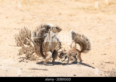 Cape / South African Ground Squirrel (Xerus inauris) Erwachsener mit Baby im Burrow Kgalagadi Transfrontier Park, Kalahari, Northern Cape, Südafrika Stockfoto