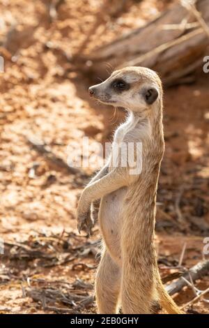 Schlank-tailed Meerkat oder Suricate (Suricata suricatta) Baby steht auf Mutter, Kgalagadi Transfrontier Park, Kalahari, Nordkap, Süden Stockfoto