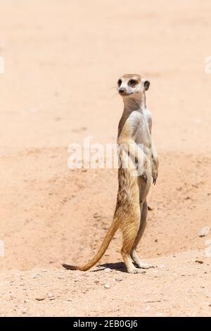 Schlankschwänzige Erdmännchen oder Suricate (Suricata suricatta) wächter oder Aussichtsturm, der auf den, Kgalagadi Transfrontier Park, Kalahari, Northern Cap wacht Stockfoto