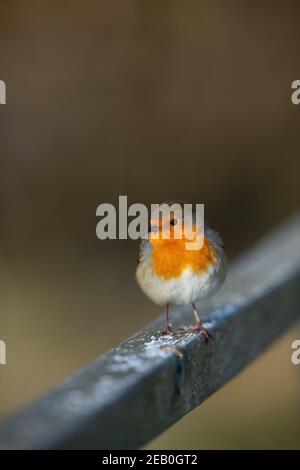Nahaufnahme des erwachsenen europäischen Robin (Erithacus rubecula), der auf einer hölzernen Zaunschiene thront. Stockfoto