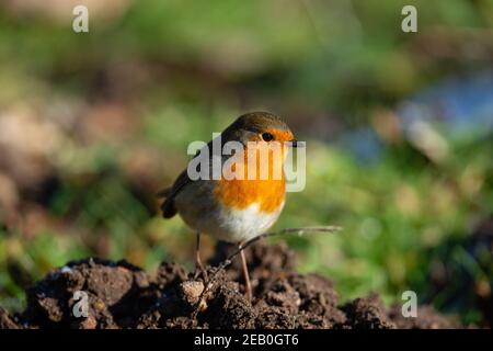 Der Erwachsene Europäische Robin (Erithacus rubecula) sucht am Boden nach Nahrung, im Februar. Stockfoto
