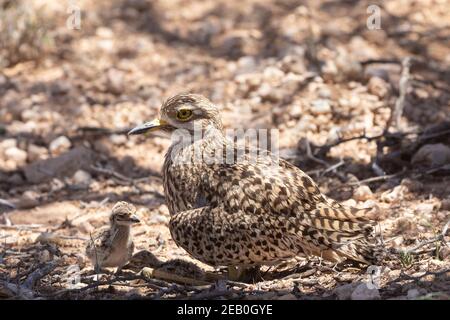 Gefleckte dicke Knie, gepunktete Dikkop oder Kap dicke Knie (Burhinus capensis) Kgalagadi Transfrontier Park, Kalahari, Nordkap, Südafrika. Erwachsene s Stockfoto