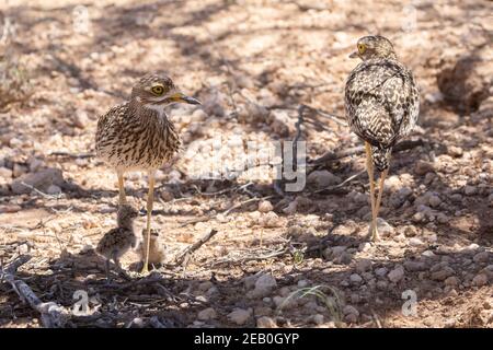 Gefleckte dicke Knie, gepunktete Dikkop oder Kap dicke Knie (Burhinus capensis) Kgalagadi Transfrontier Park, Kalahari, Nordkap, Südafrika. Familie, Stockfoto