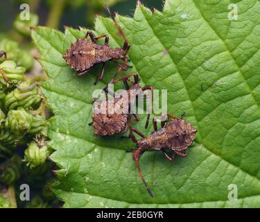 Drei Dock Bug Nymphen (Coreus marginatus) auf Bramble Blatt ruht. Tipperary, Irland Stockfoto