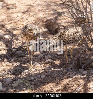 Gefleckte dicke Knie, gepunktete Dikkop oder Kap dicke Knie (Burhinus capensis) Kgalagadi Transfrontier Park, Kalahari, Nordkap, Südafrika. Erwachsene Stockfoto