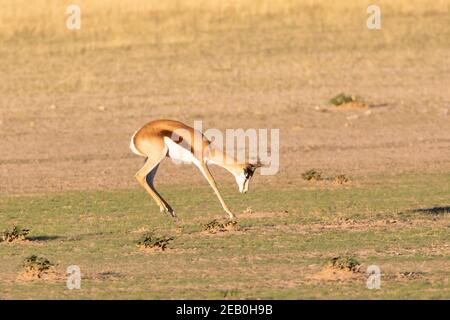 Springbok oder Springbuck (Antidorcas marsupialis) juvenile Aussprache bei Sonnenuntergang, Kgalagadi Transfrontier Park, Kalahari, Nordkap, Südafrika Stockfoto