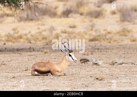 Springbok oder Springbuck (Antidorcas marsupialis), die im trockenen Nossob Riverbed, Kgalagadi Transfrontier Park, Kalahari, Nordkap, Südafrika ruhen Stockfoto