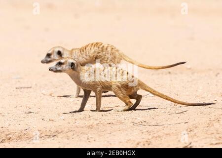 Slender-tailed Meerkat or Suricate (Suricata suricatta) Kgalagadi Transfrontier Park, Kalahari, Nordkap, Südafrika Stockfoto