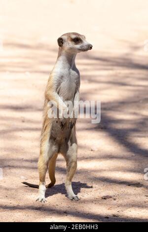 Slender-tailed Meerkat oder Suricate (Suricata suricatta) sentinel on Lookout, Kgalagadi Transfrontier Park, Kalahari, Northern Cape, Südafrika Stockfoto