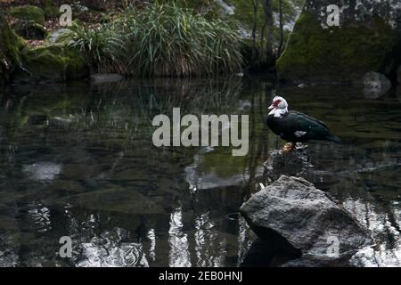 Einsame moskauer Ente steht auf einem Stein in der Mitte Von einem Herbstteich in einem Landschaftspark auf einem wolkiger Tag Stockfoto