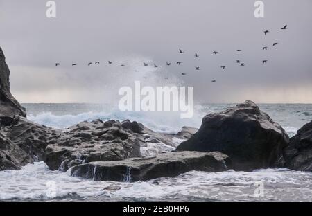 Kormorane fliegen hinter dem Sturm über das Meer Surfen und Küstenfelsen Stockfoto