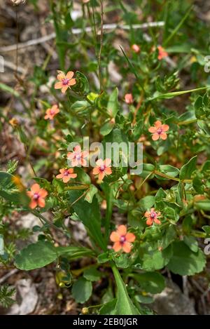 Anagallis arvensis rote kleine Blüten Stockfoto