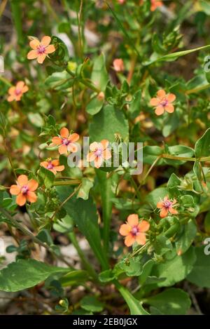 Anagallis arvensis rote kleine Blüten Stockfoto