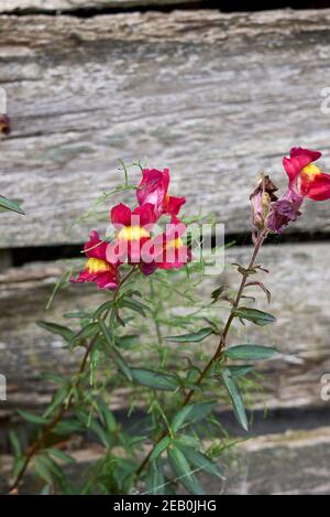 Antirrhinum majus farbenfrohe Blumen Stockfoto