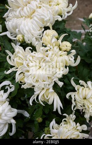Chrysantheme bunte Blume aus nächster Nähe Stockfoto