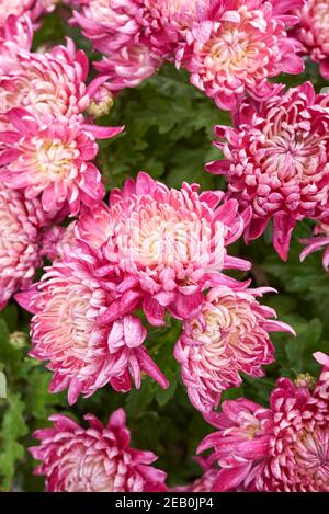 Chrysantheme bunte Blume aus nächster Nähe Stockfoto