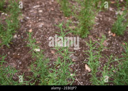 Dittrichia graveolens frische Pflanzen Stockfoto