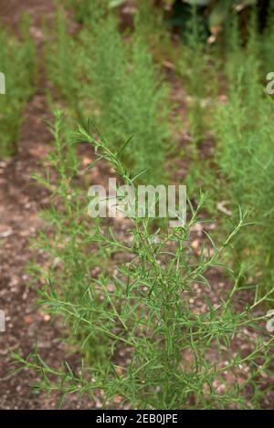 Dittrichia graveolens frische Pflanzen Stockfoto