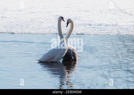 Zwei Schwäne, die in einem See eine Herzform bilden Wintersaison Stockfoto