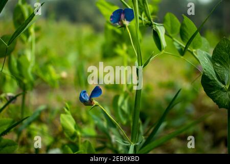 Gemeine Carder Biene auf einer Chickling Pea Blume im Juni. Bombus pascuorum auf Lathyrus sativus var. Azureus. Süße Erbse. Grasnarbe Stockfoto