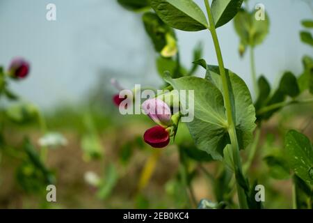 PEA Flower oder Motor Shuti oder Pisum sativum oder Pisum Sativum. PEA Ezethas Krombek Blauwschok Blume und Hülse. Rote und rosafarbene Erbsen Stockfoto