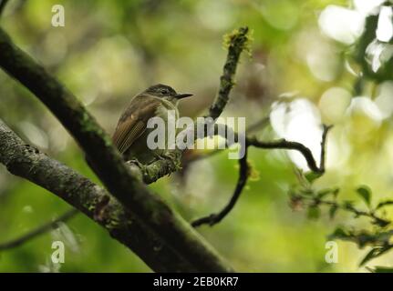 Gelb-gestreift Greenbul (Phyllastrephus flavostriatus flavostriatus) Erwachsene thront auf Zweig Mount Sheba, Südafrika November Stockfoto