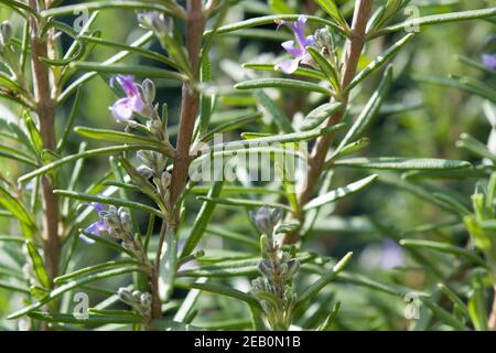 Rosmarinus officinalis, allgemein bekannt als Rosmarin. Eine schöne Rosmarinpflanze, lebendiges Bild, schießen bei hellem Tageslicht, sonniges Foto. Stockfoto