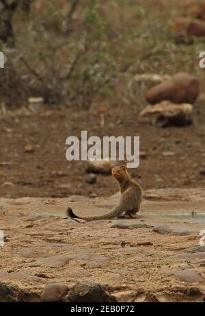 Banded Mongoose (Mungos mungo) Erwachsener im Wasserloch Kruger NP, Südafrika November Stockfoto