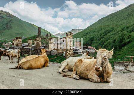 Ländliche Steinturmhäuser in Ushguli, Georgien. UNESCO-Weltkulturerbe. Die Erkundung der größeren Kaukasus-Berge.Kühe auf der Straße.beliebtes Touristenziel.Sommer Stockfoto