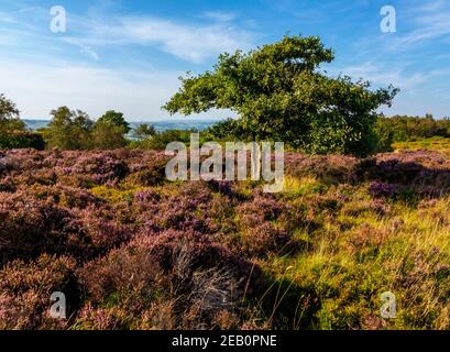 Bäume und lila Heidekraut Ende August auf Stanton Moor In der Nähe von Bakewell im Peak District National Park Derbyshire Dales England GB Stockfoto