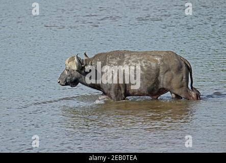 Cape Buffalo (Syncerus Caffer) erwachsener Rüde überquert den Kruger NP, Südafrika November Stockfoto