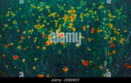 Verschwommenes Foto im Stil des Postimpressionismus von Mohn Feld am Abend. Vintage lebendige Ton abstrakt floralen Hintergrund. Stockfoto