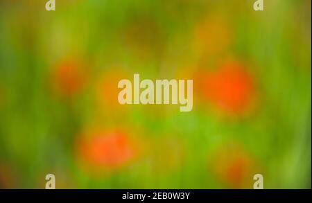 Verschwommenes Foto von Mohn Blumen Feld. Abstrakte Farbe Kunst Hintergrund. Farbblindkonzept. Kolorblinde Gesundheitsversorgung, daltonische Probleme. Optische Illusio Stockfoto