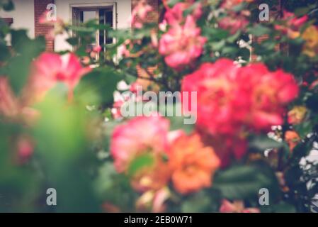 Altes, malerisches Haus, umgeben von einem schönen Rosengarten. Frankreich. Französischer Urlaub auf dem Land. Ländliche Ruhe Lifestyle-Konzept. Verschwommene Blumen. Stockfoto