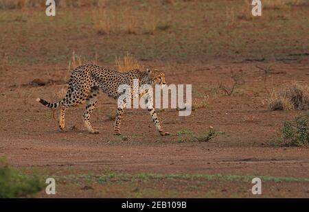 Cheetah (Acinonyx jubatus jubatus) Weibchen beim abendlichen Spaziergang im Kruger NP, Südafrika November Stockfoto