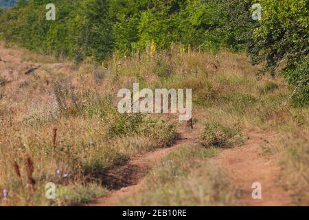 Landstraße am Sommertag. Ein Hase sitzt am Straßenrand Stockfoto