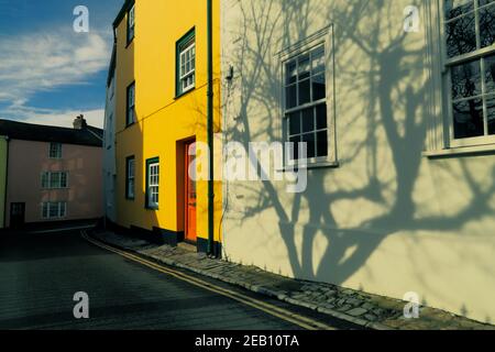 Baumschatten an der Wand in Lyme Regis, Großbritannien Stockfoto