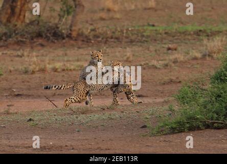 Gepard (Acinonyx jubatus jabatus) drei Jungen spielen im Kampf gegen den Kruger NP, Südafrika November Stockfoto