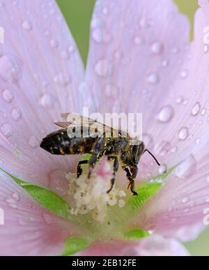 Makro einer Biene auf einer rosa nassen malva Blume Blüte Stockfoto