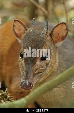 Zimbabwe Blue Duiker (Philantomba bicolor) Nahaufnahme des erwachsenen Dlinza Forest, Südafrika November Stockfoto