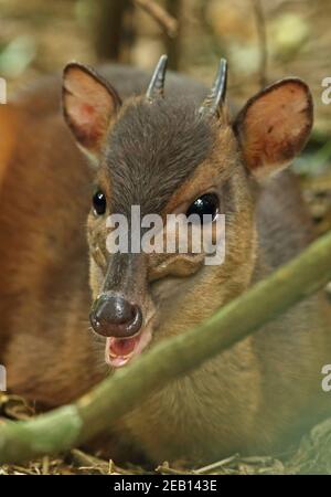 Zimbabwe Blue Duiker (Philantomba bicolor) Nahaufnahme des erwachsenen Dlinza Forest, Südafrika November Stockfoto