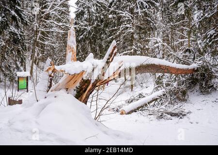 Säkulare alte riesige Kiefer Stamm von dem Schnee bedeckt Gefallen auf dem Weg nach starkem Schneefall in einem Park Oder Wald im Winter Stockfoto