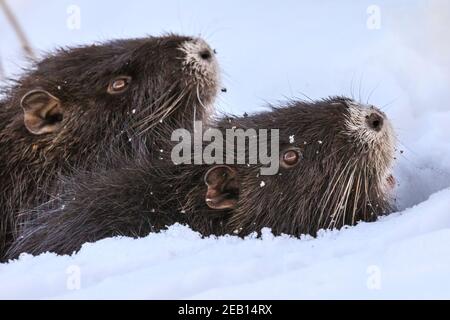 Haltern-am-See, NRW, Deutschland. Februar 2021, 11th. Die Familie der Coypus (Myocastor coypus), auch bekannt als Nutria oder Biberratten, Mama und ihre jetzt fünf Monate alten Babys, alle scheinen die jüngsten Schneestürme gut überlebt zu haben und genießen deutlich die schöne Sonne und wärmere Temperaturen heute. Die Tiere wurden im vergangenen Jahr erstmals rund um den Halterner See gesichtet. Kredit: Imageplotter/Alamy Live Nachrichten Stockfoto