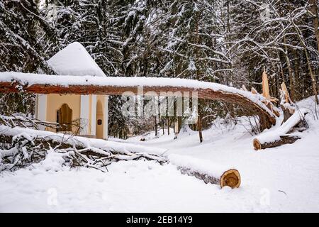 Säkulare alte riesige Kiefer Stamm von dem Schnee bedeckt Gefallen auf dem Weg nach starkem Schneefall in einem Park Oder Wald im Winter Stockfoto