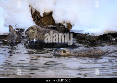 Haltern-am-See, NRW, Deutschland. Februar 2021, 11th. Drei der Coypu-Babys erkunden die verschneiten Ufer des Sees. Die Familie der Coypus (Myocastor coypus), auch bekannt als Nutria oder Biberratten, Mama und ihre jetzt fünf Monate alten Babys, alle scheinen die jüngsten Schneestürme gut überlebt zu haben und genießen deutlich die schöne Sonne und wärmere Temperaturen heute. Die Tiere wurden im vergangenen Jahr erstmals rund um den Halterner See gesichtet. Kredit: Imageplotter/Alamy Live Nachrichten Stockfoto