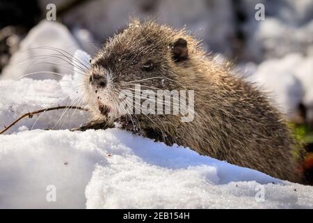 Haltern-am-See, NRW, 11th. Februar 2021. Eines der kleinen Coypu-Babys gräbt sich im Schnee, um Eicheln und Zweige zu naschen. Die Familie der Coypus (Myocastor coypus), auch bekannt als Nutria oder Biberratten, Mama und ihre jetzt fünf Monate alten Babys, alle scheinen die jüngsten Schneestürme gut überlebt zu haben und genießen deutlich die schöne Sonne und wärmere Temperaturen heute. Die Tiere wurden im vergangenen Jahr erstmals rund um den Halterner See gesichtet. Stockfoto