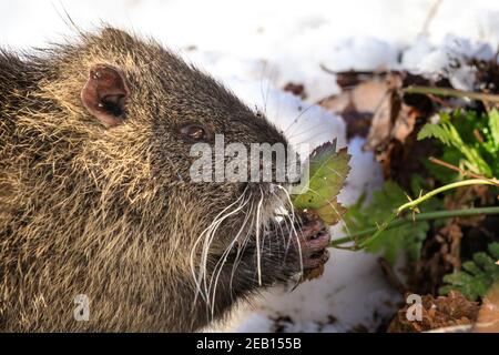 Haltern-am-See, NRW, 11th. Februar 2021. Eines der kleinen Coypu-Babys gräbt sich im Schnee, um Eicheln und Zweige zu naschen. Die Familie der Coypus (Myocastor coypus), auch bekannt als Nutria oder Biberratten, Mama und ihre jetzt fünf Monate alten Babys, alle scheinen die jüngsten Schneestürme gut überlebt zu haben und genießen deutlich die schöne Sonne und wärmere Temperaturen heute. Die Tiere wurden im vergangenen Jahr erstmals rund um den Halterner See gesichtet. Stockfoto