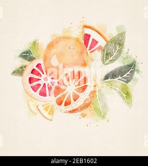 Aquarell Orangen gesetzt isoliert. Ganze Hälfte geschnitten gehackte Orange, rote Grapefruitscheiben, Blüten Blätter Stockfoto